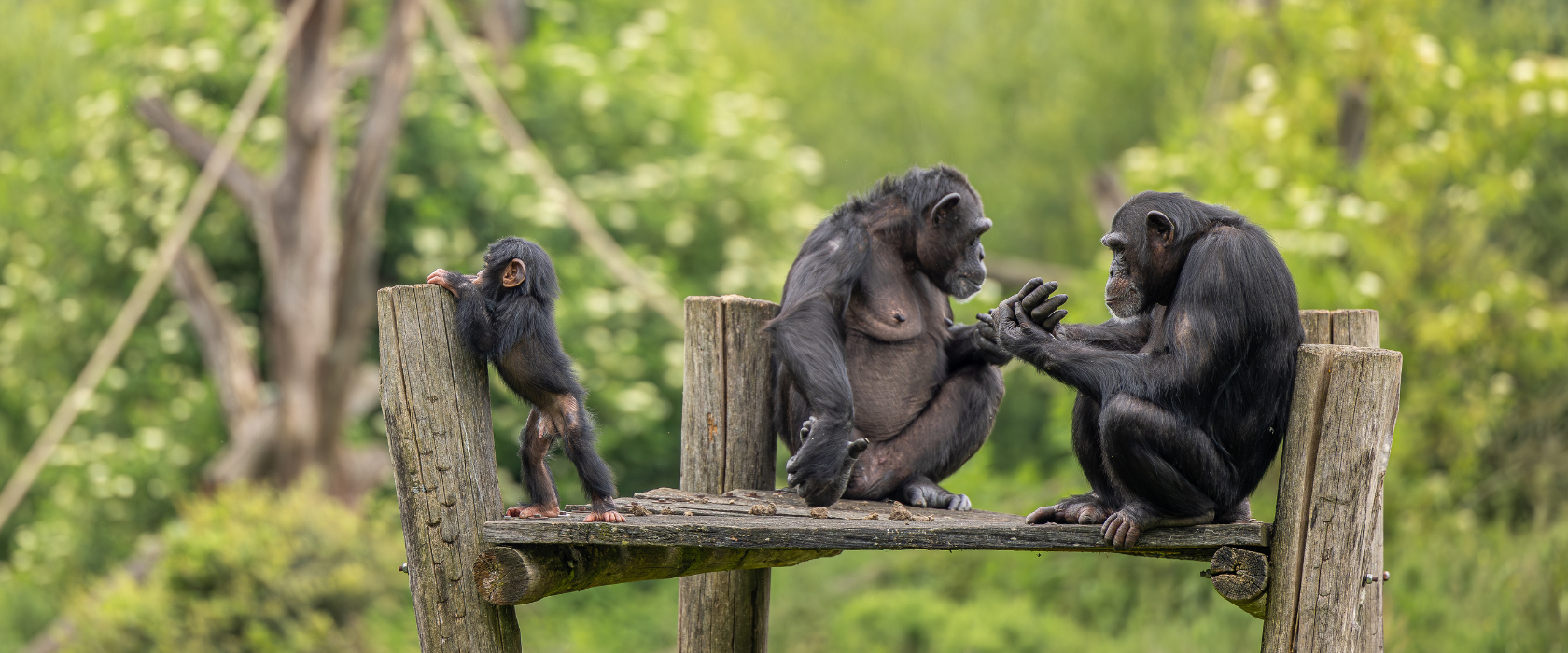 <?php echo pulse_output(); ?>