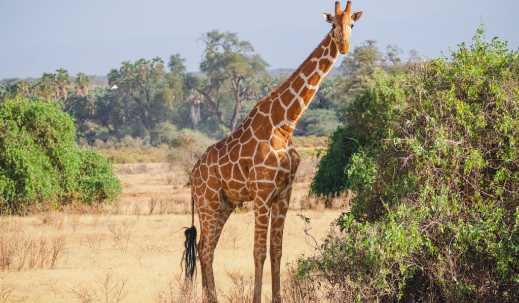 Jirafa - Cómo hacer un gusano, un rodaballo, un ratón o una persona básicamente con los mismos genes
