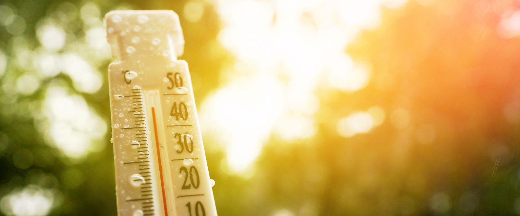 <?php echo pulse_output(); ?>