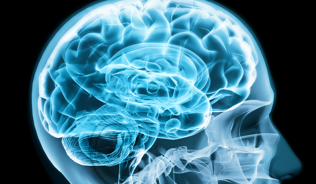 El cerebro no sólo piensa, también quema grasa (1)