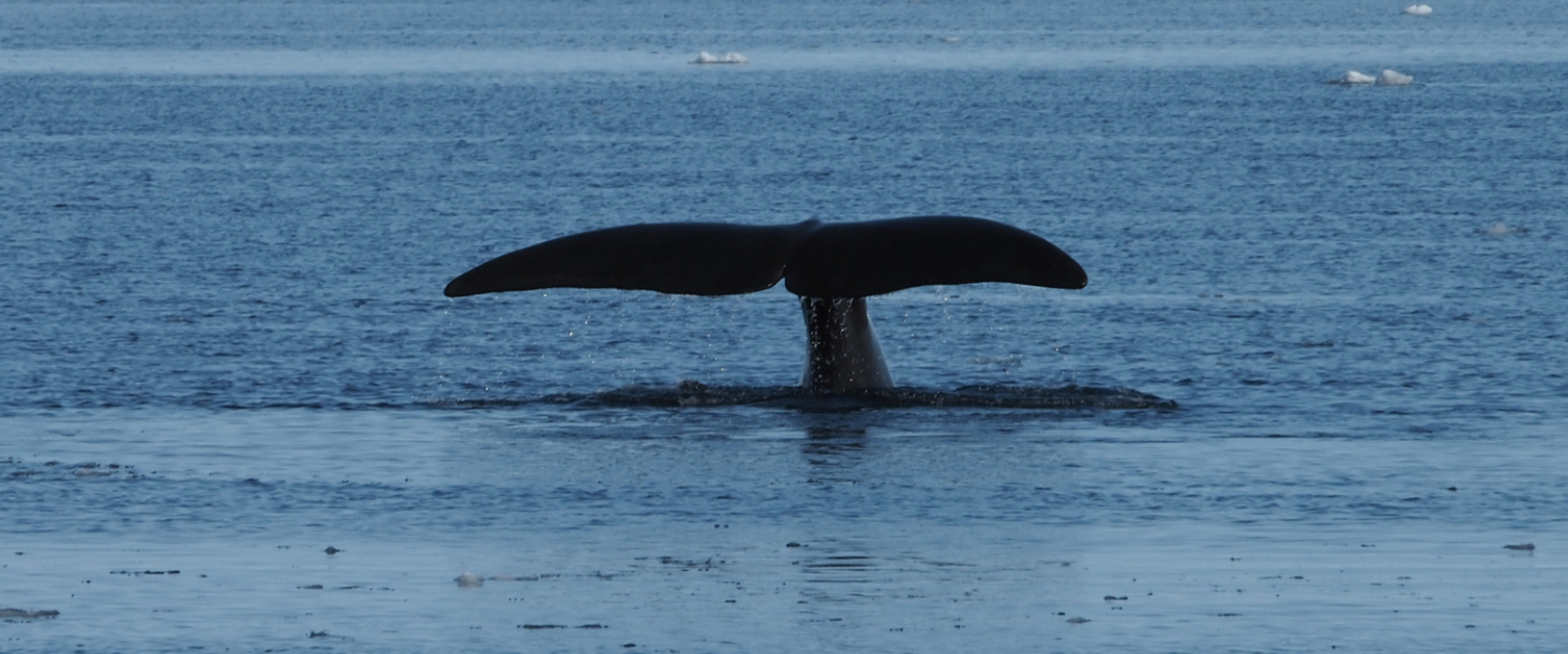 <?php echo pulse_output(); ?>