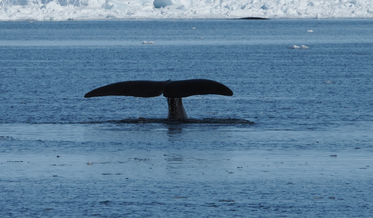 Papel de la reparación del ADN y el mantenimiento de la integridad del genoma en la longevidad de las ballenas boreales