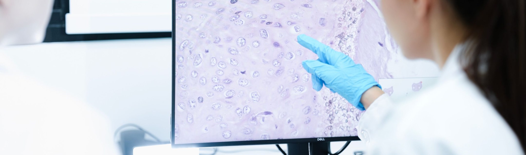 <?php echo pulse_output(); ?>