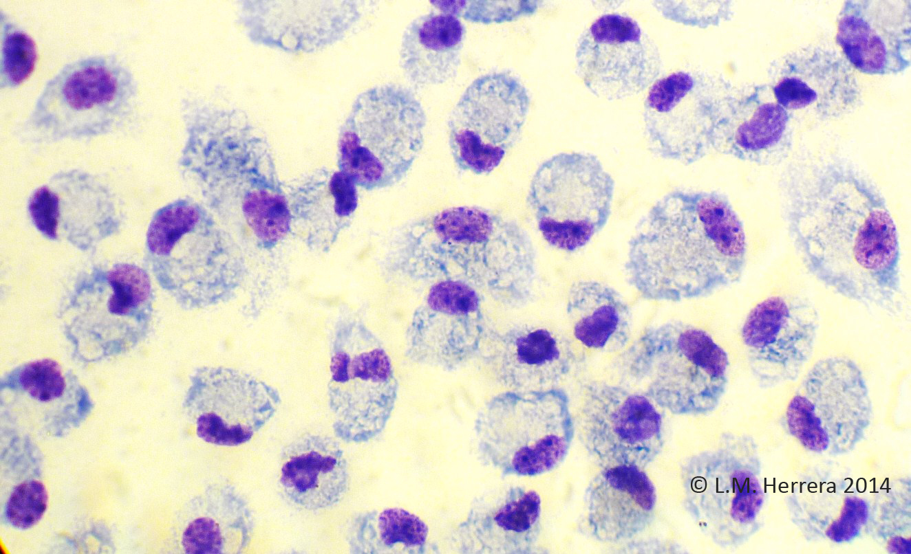 <?php echo pulse_output(); ?>